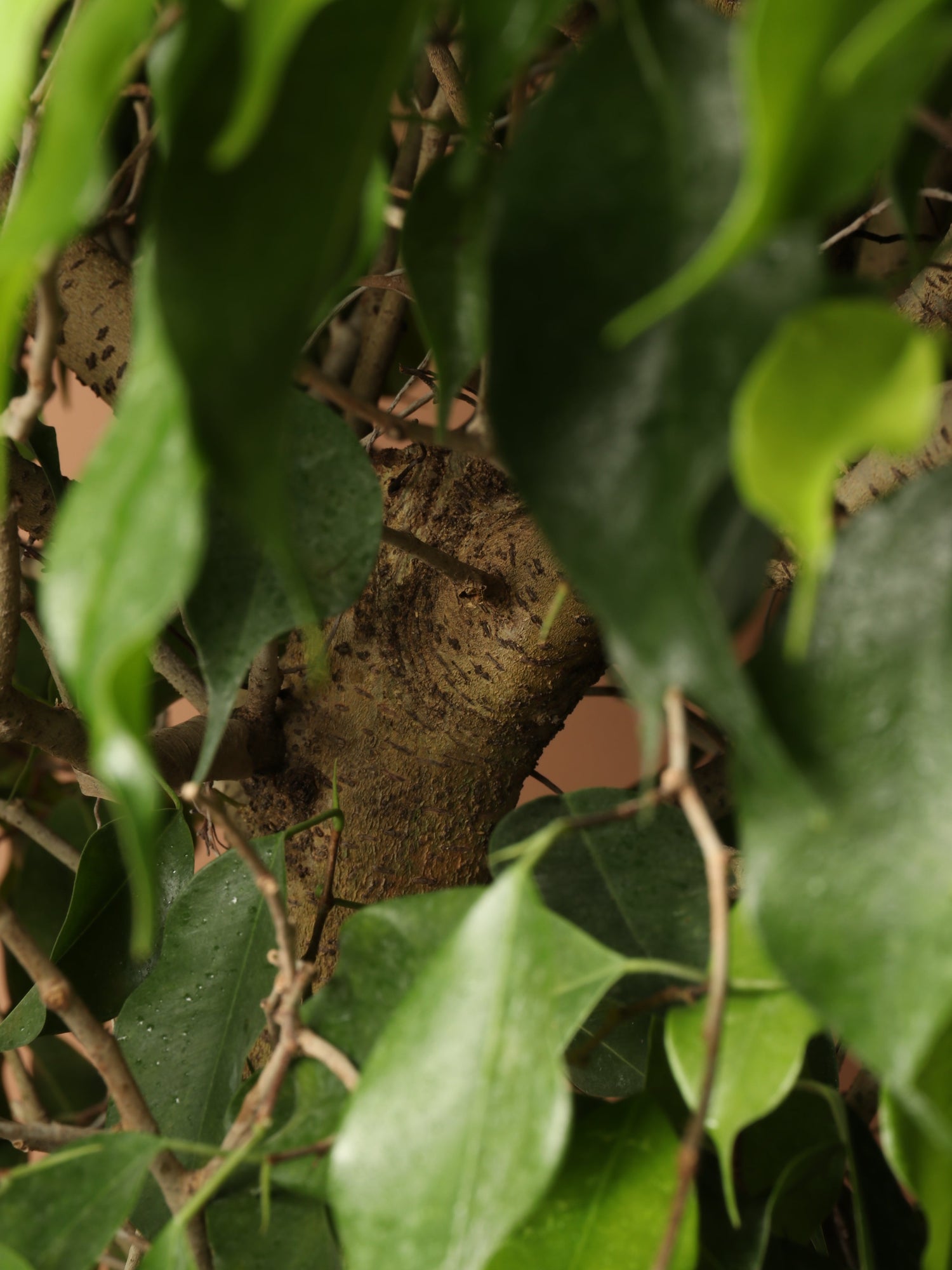 Huge Ficus &