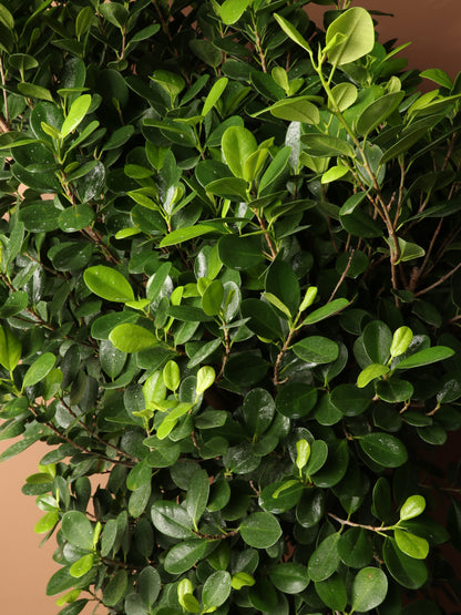 Huge Ficus &