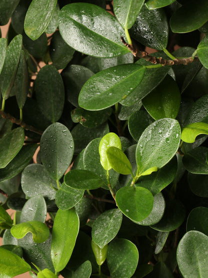 Huge Ficus &