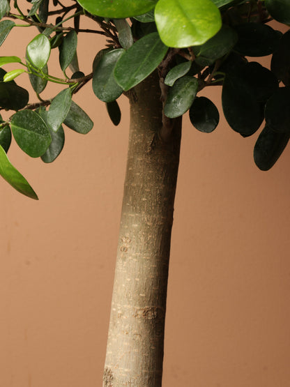 Huge Ficus &