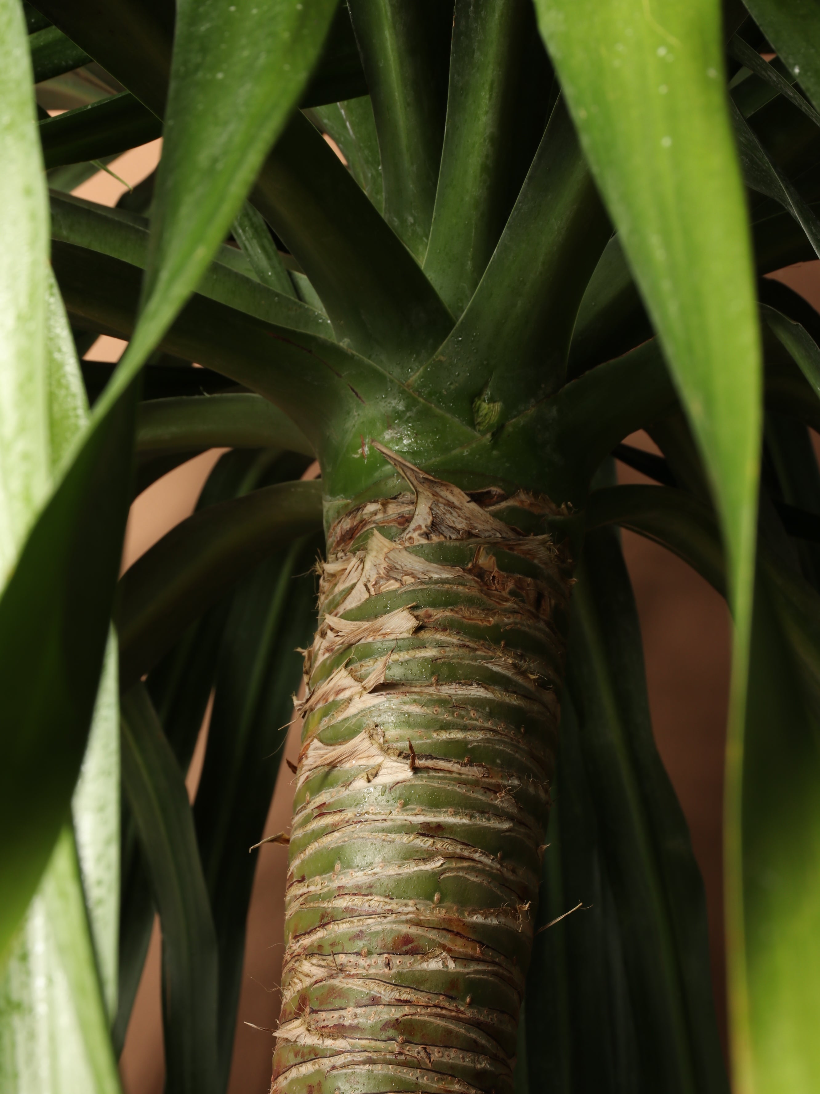 Huge Dracaena &