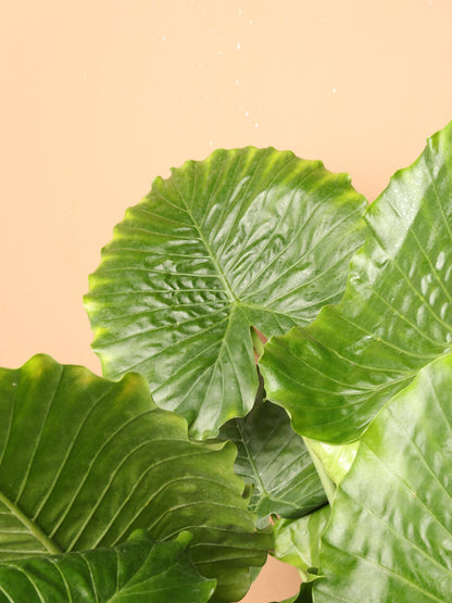 Large Alocasia &