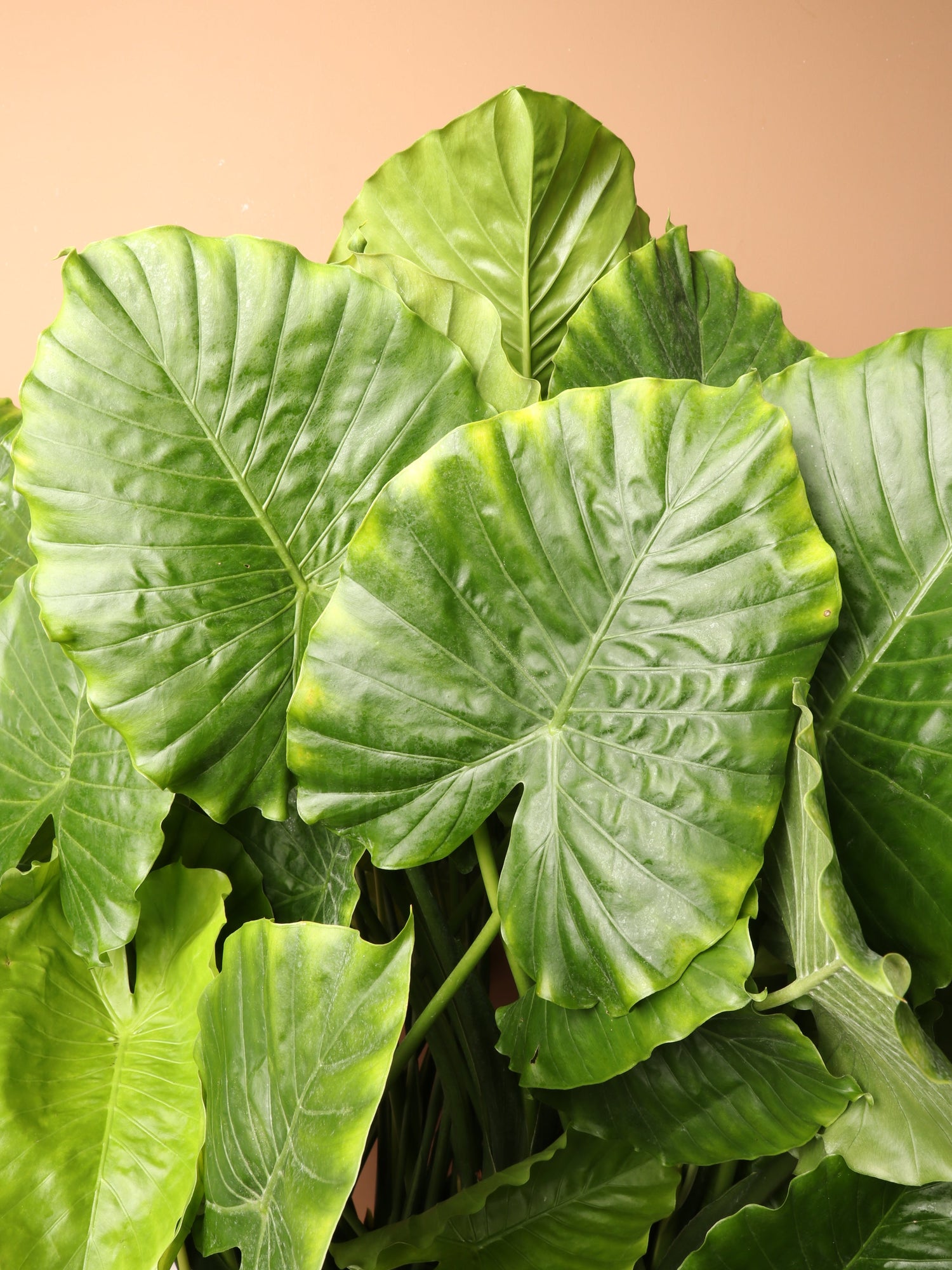 Large Alocasia &