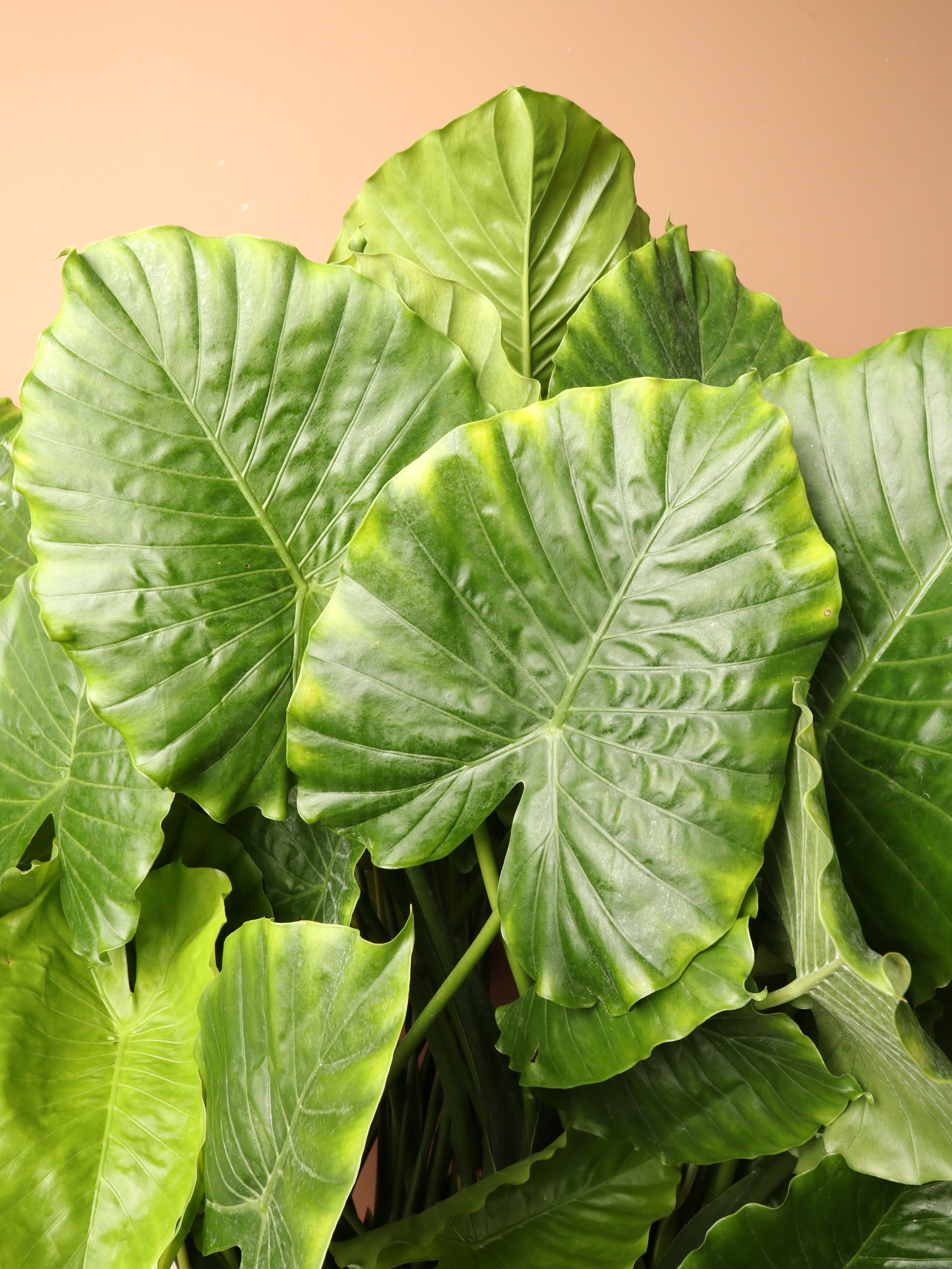 Large Alocasia &