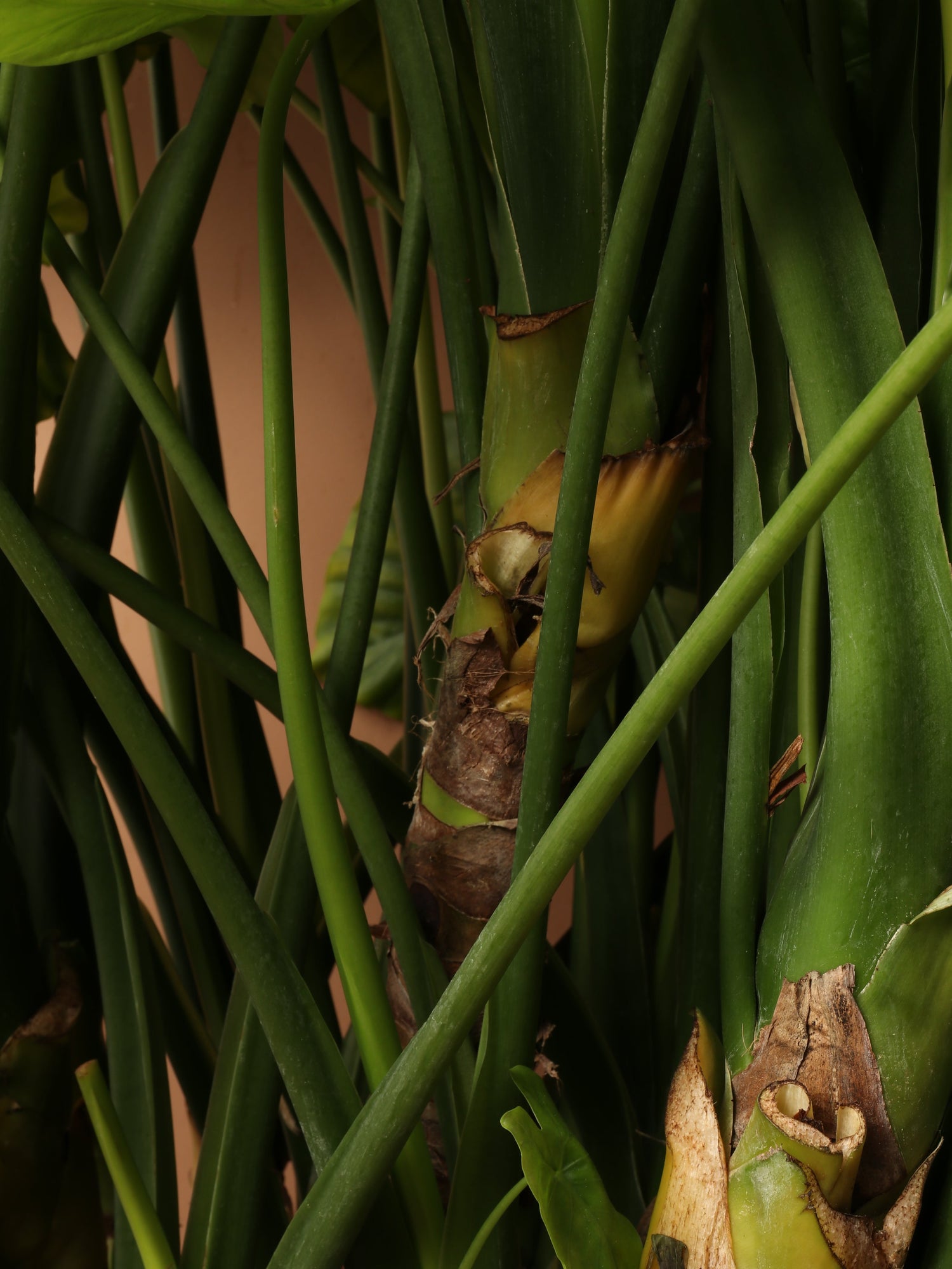 Huge Alocasia &