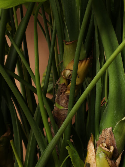 Huge Alocasia &