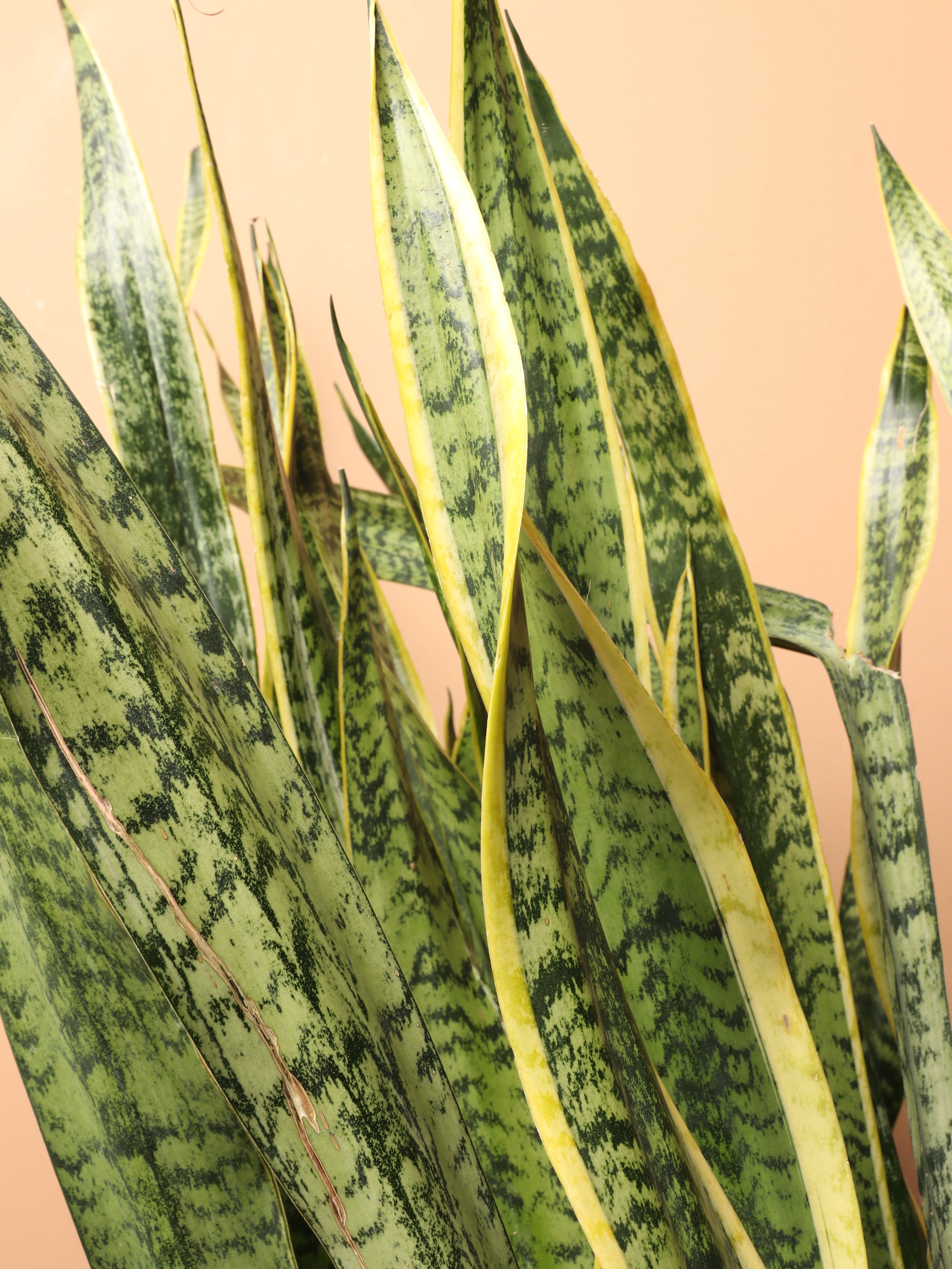 Huge Snake Plant