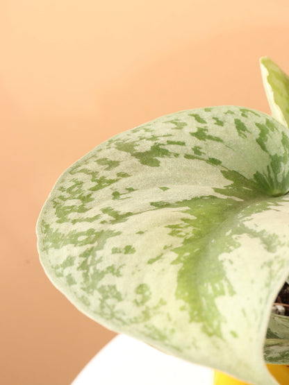 Medium Scindapsus &