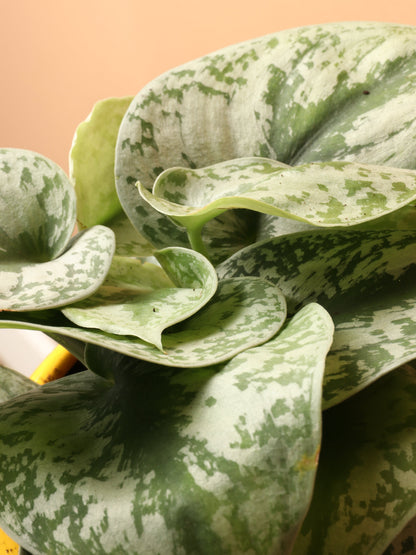 Medium Scindapsus &