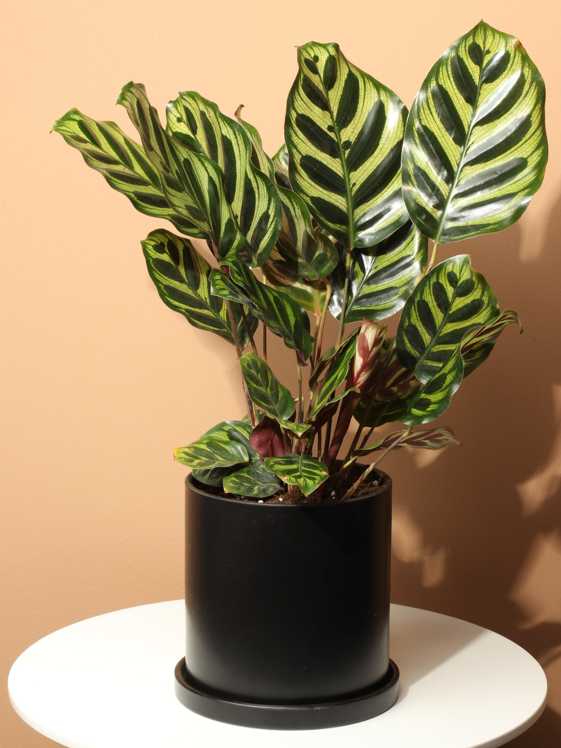 Medium Peacock Plant