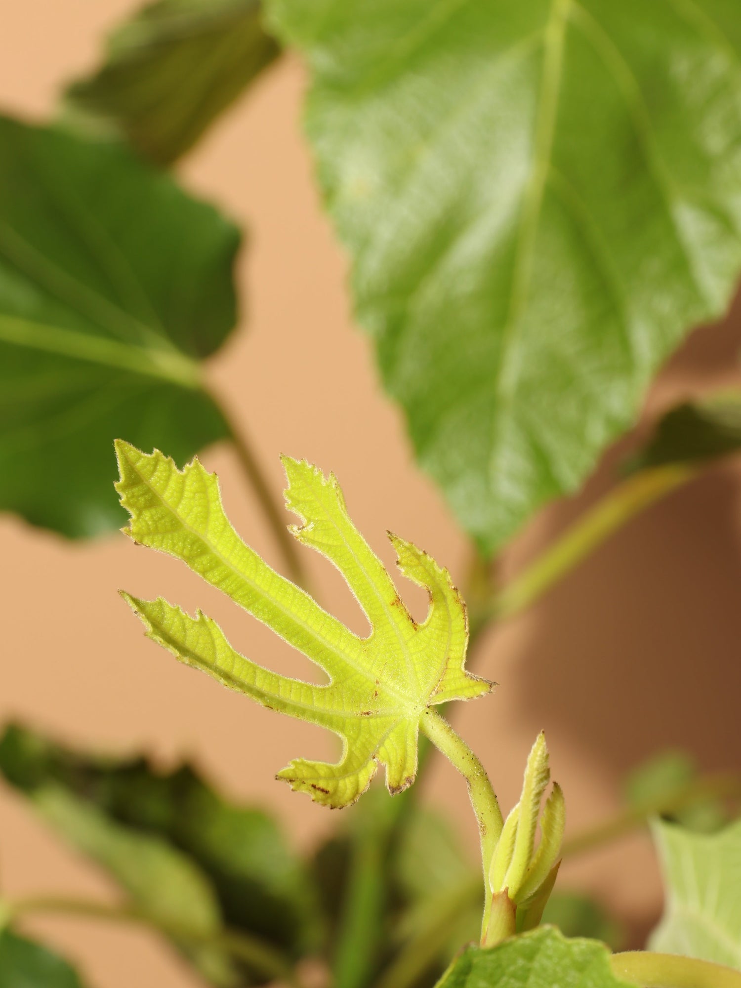 Large Fig Tree
