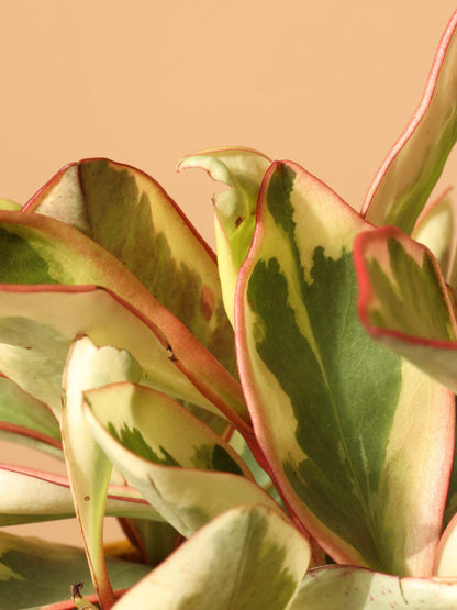 Medium Variegated Red Edge Peperomia