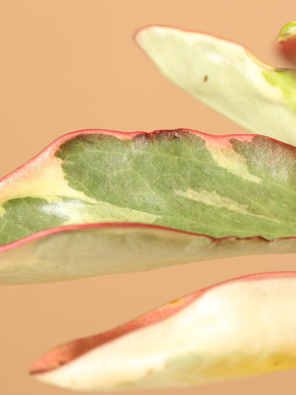 Medium Variegated Red Edge Peperomia