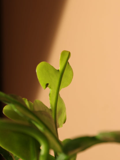 Small Fishbone Cactus