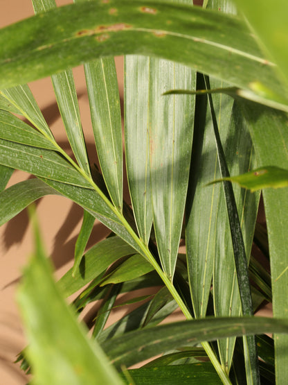 Full Size Adonidia Palm