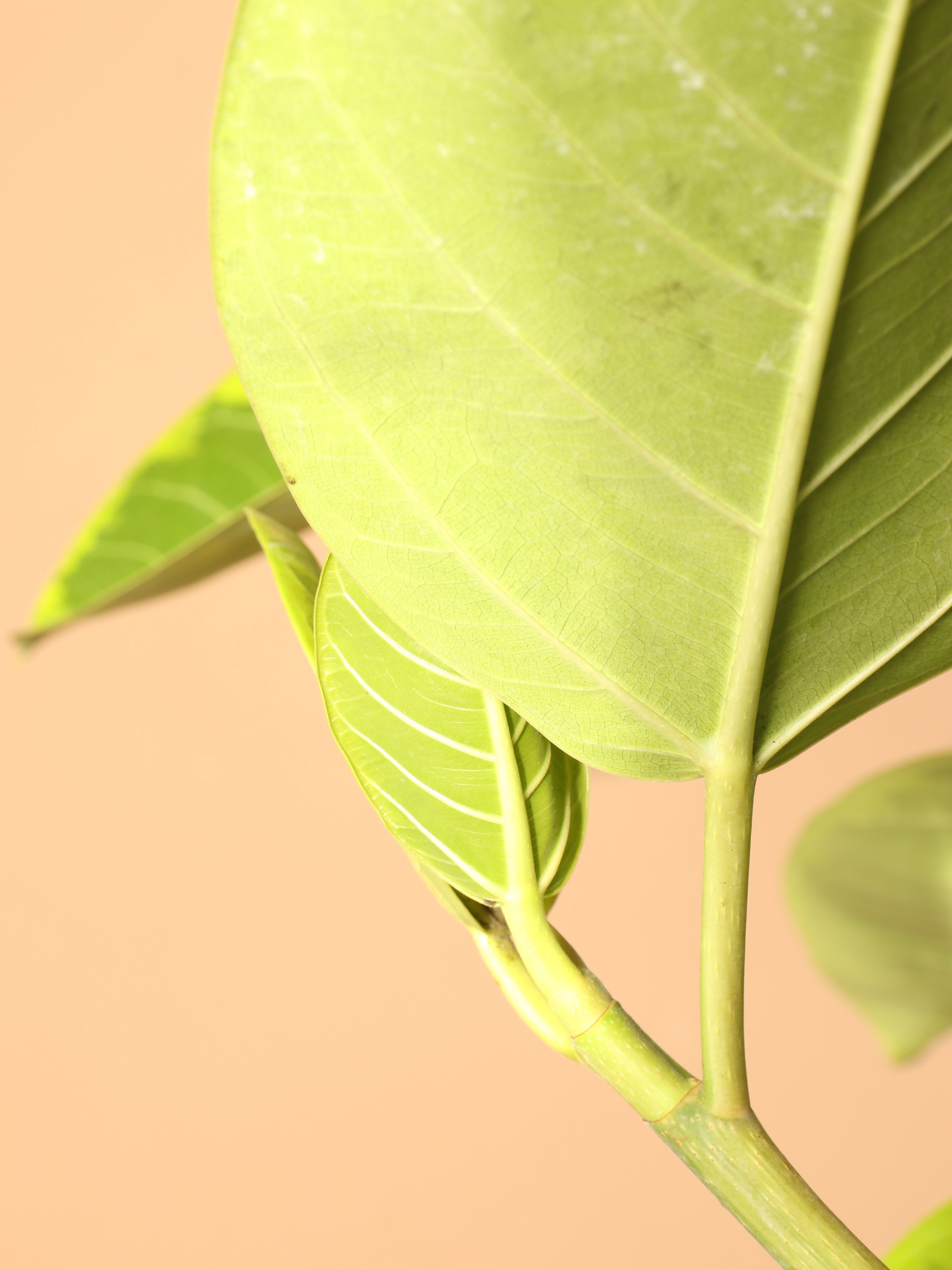 Full Size Ficus Altissima Std