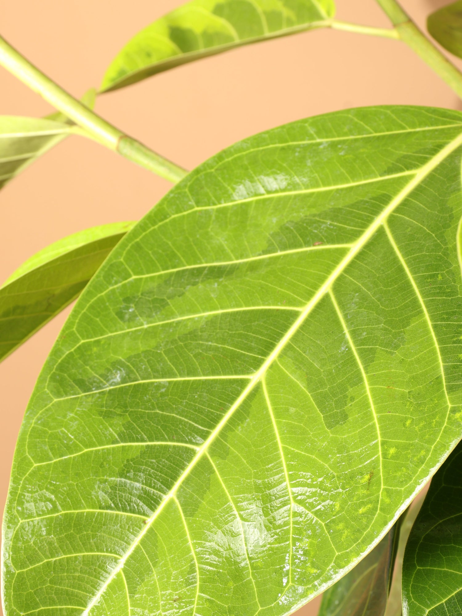 Full Size Ficus Altissima Std