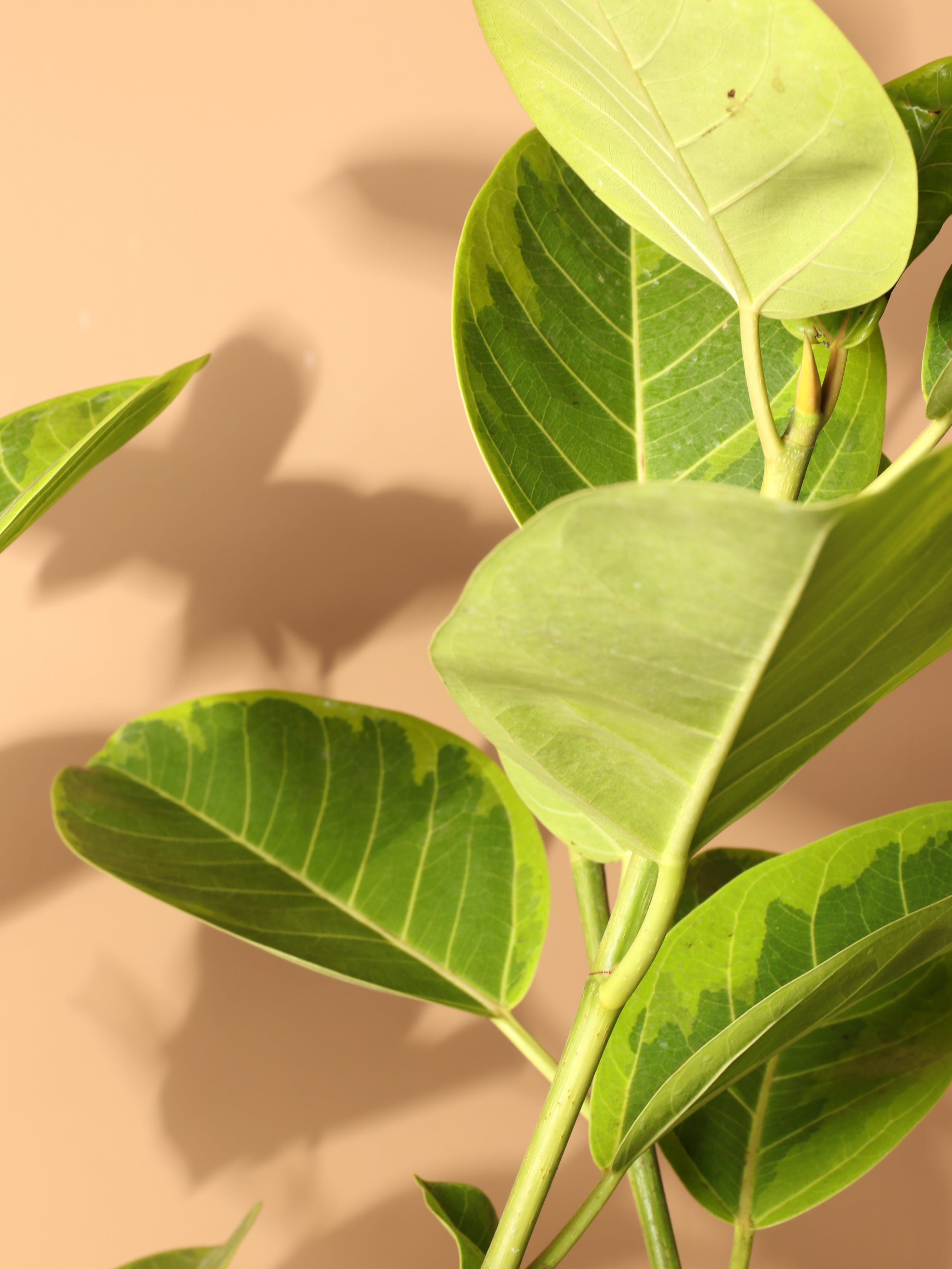 Full Size Ficus Altissima Std