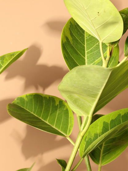 Full Size Ficus Altissima Std