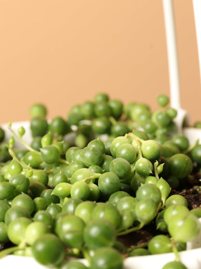 Hanging String of Pearls