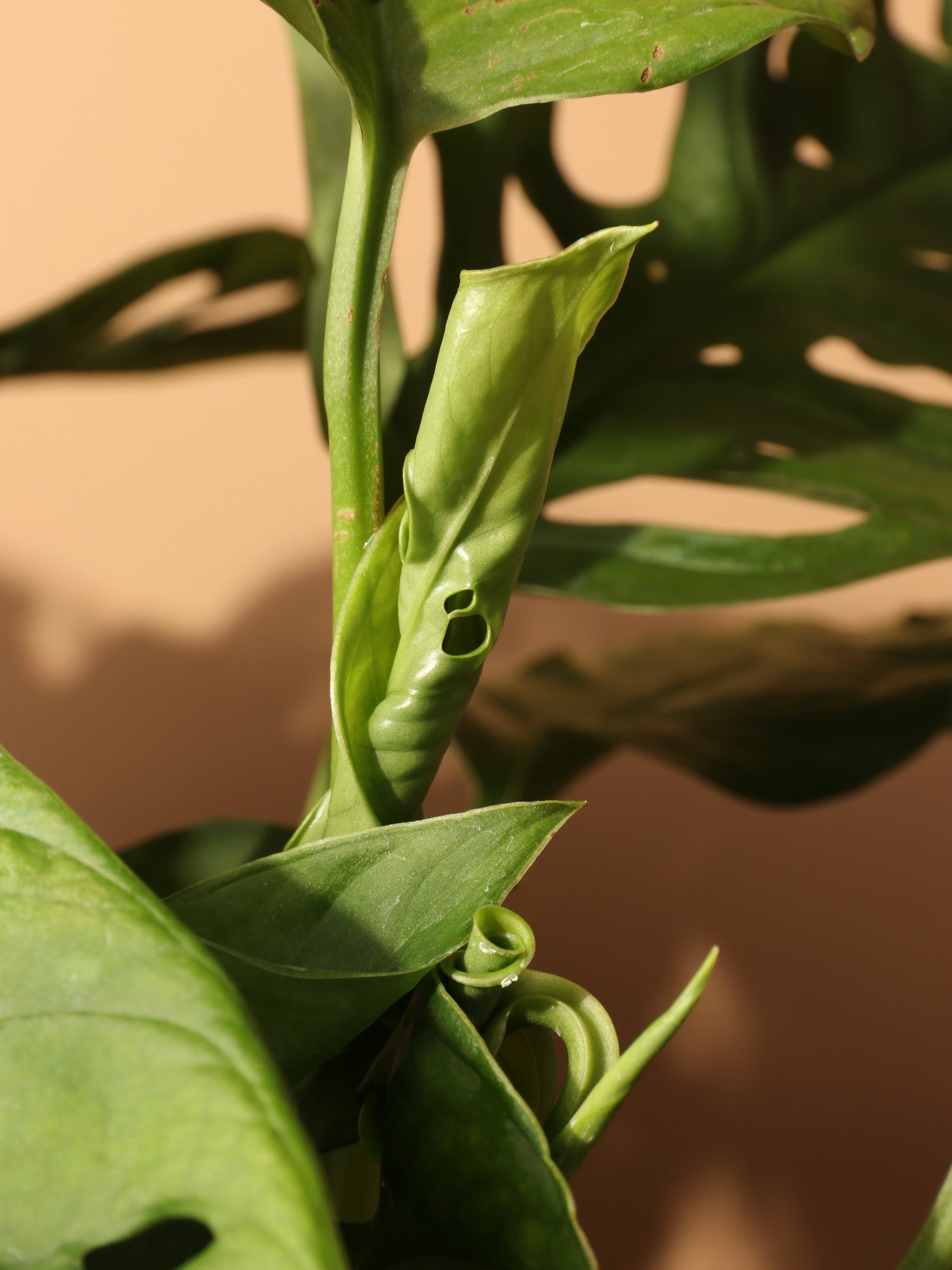 Hanging Philodendron Adansonii (swiss cheese)