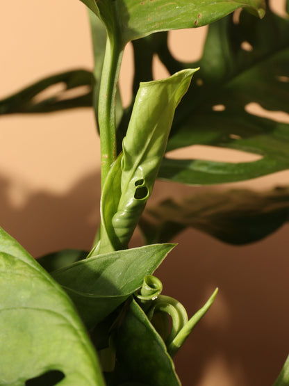 Hanging Philodendron Adansonii (swiss cheese)