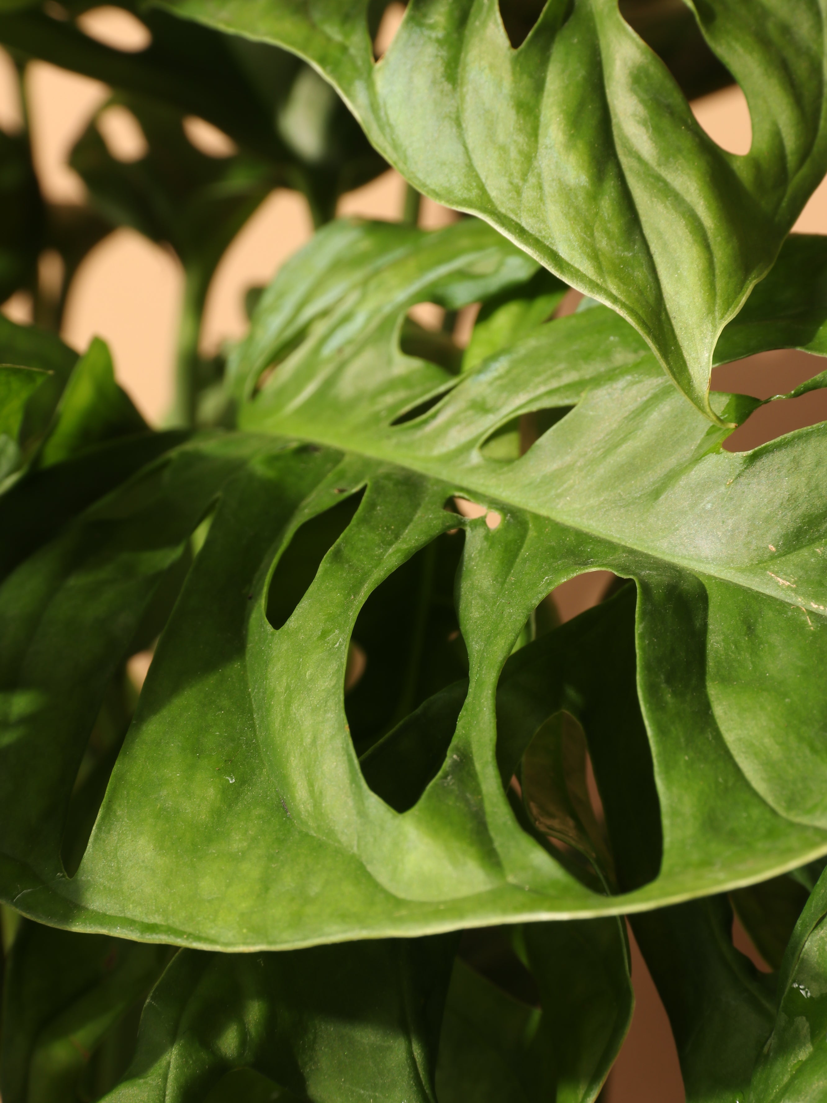 Hanging Philodendron Adansonii (swiss cheese)