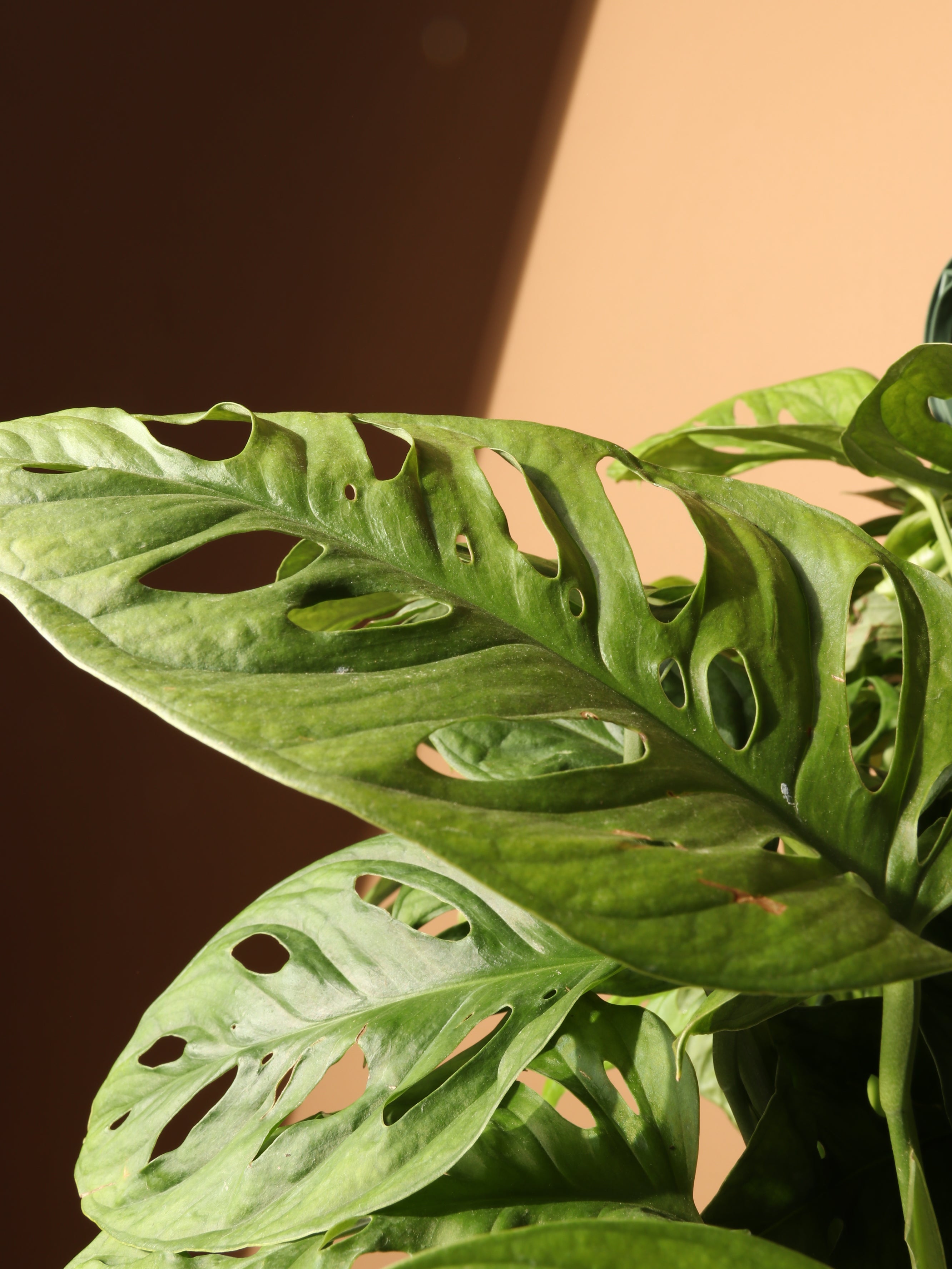 Hanging Philodendron Adansonii (swiss cheese)