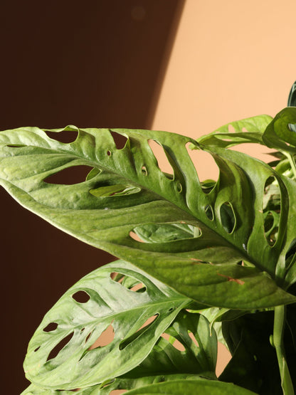 Hanging Philodendron Adansonii (swiss cheese)