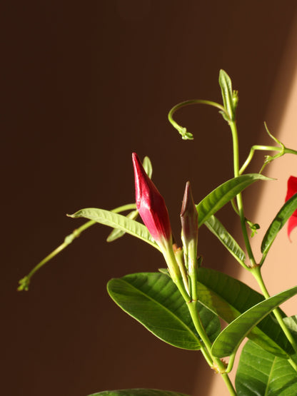 Large Mandevilla