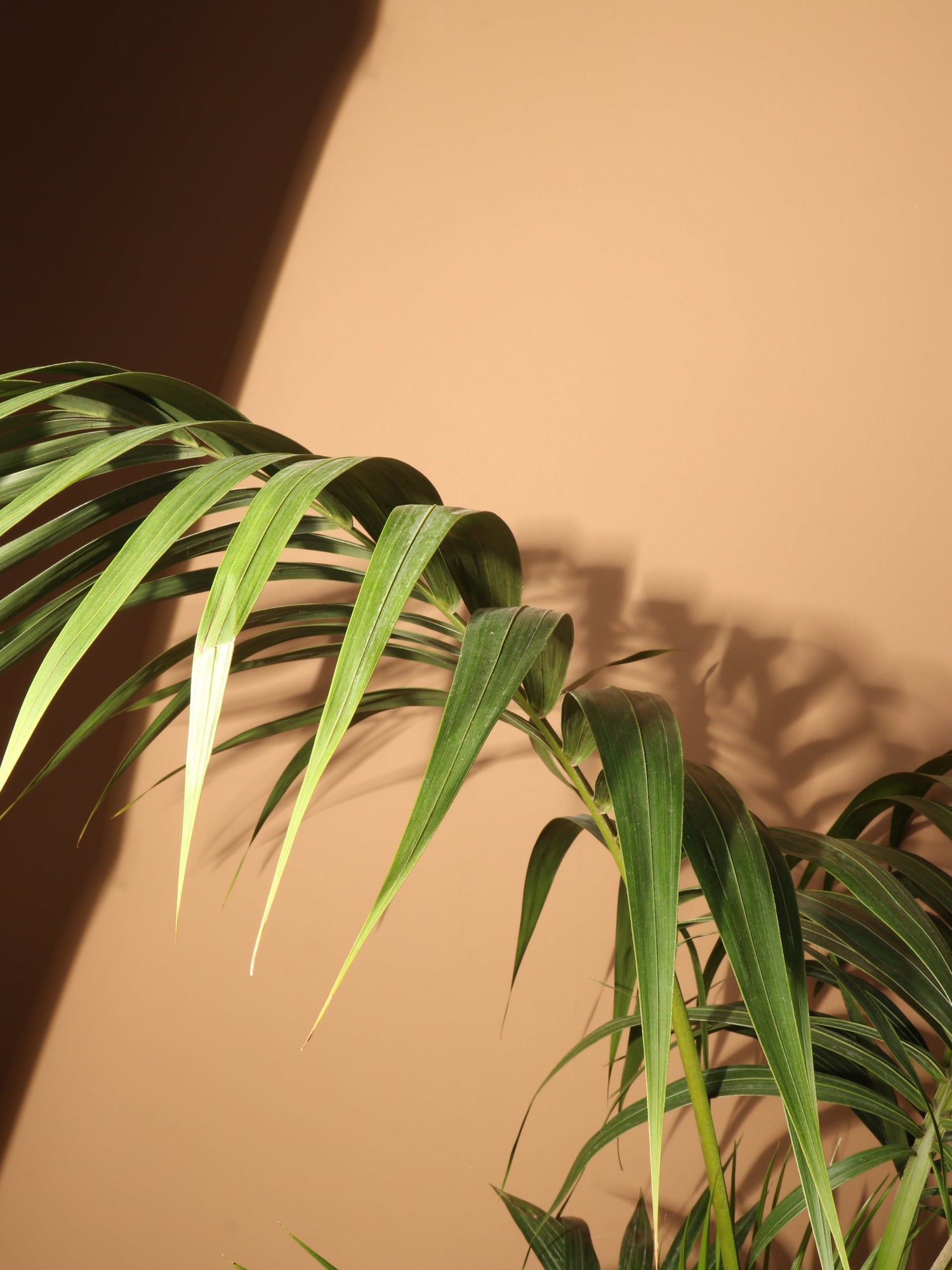 Large Kentia Palm