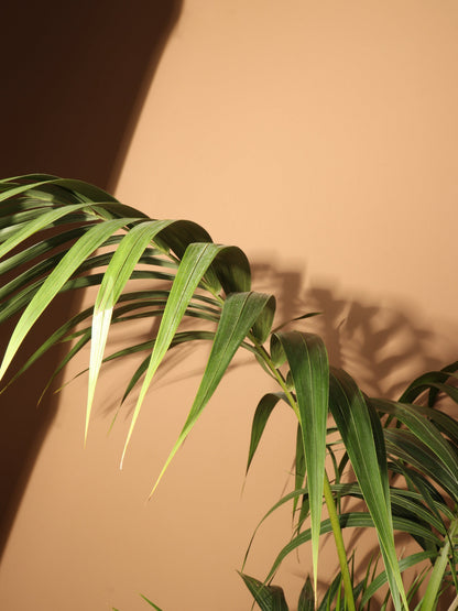 Large Kentia Palm