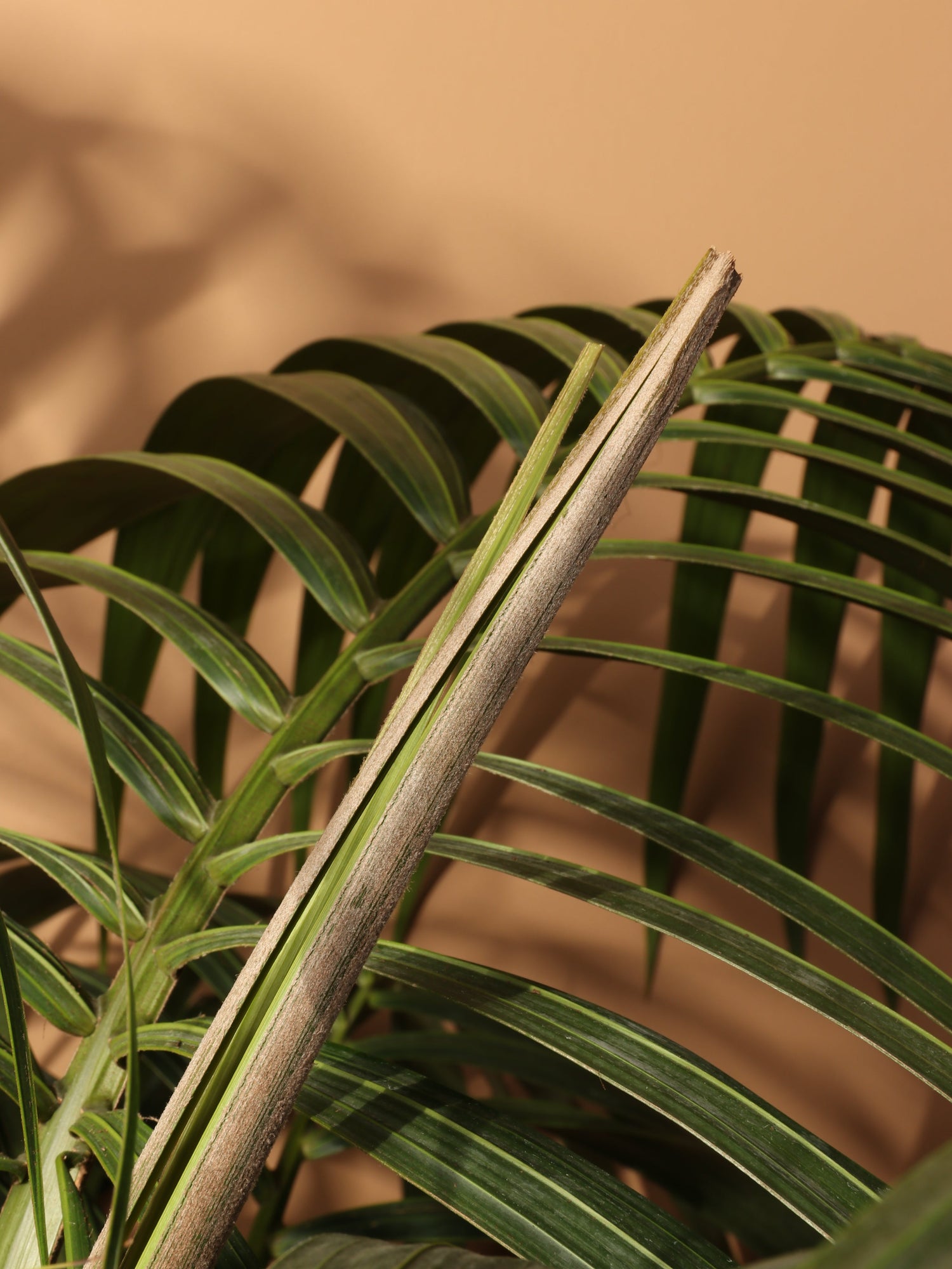 Large Kentia Palm