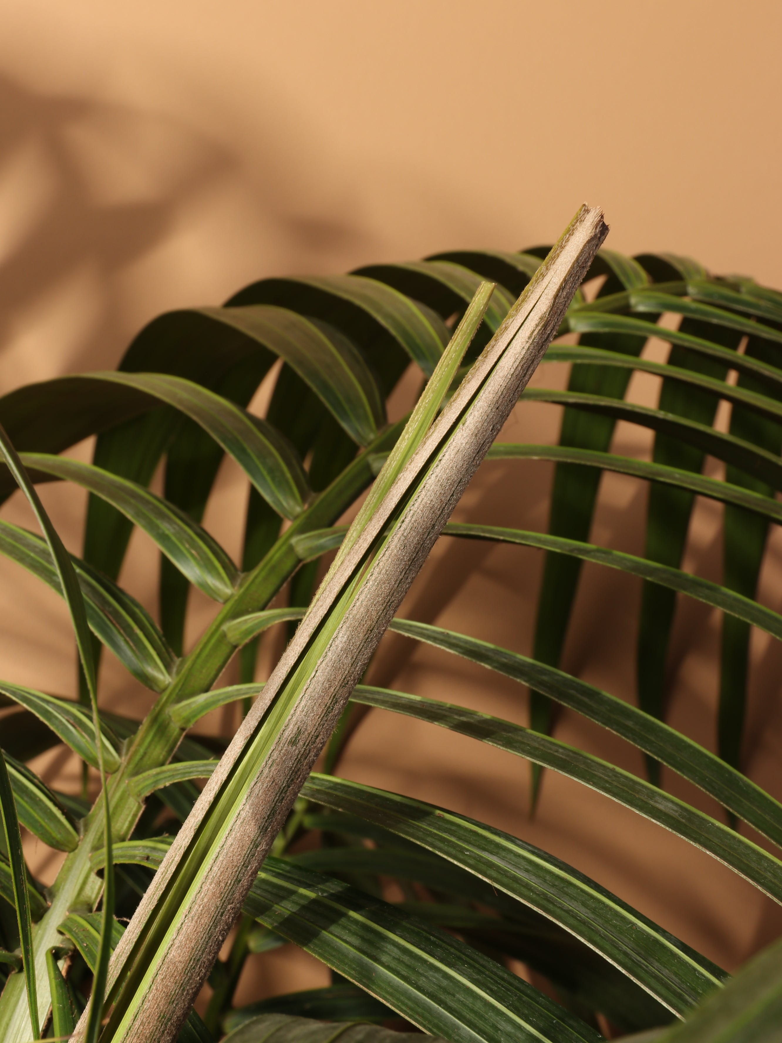 Large Kentia Palm