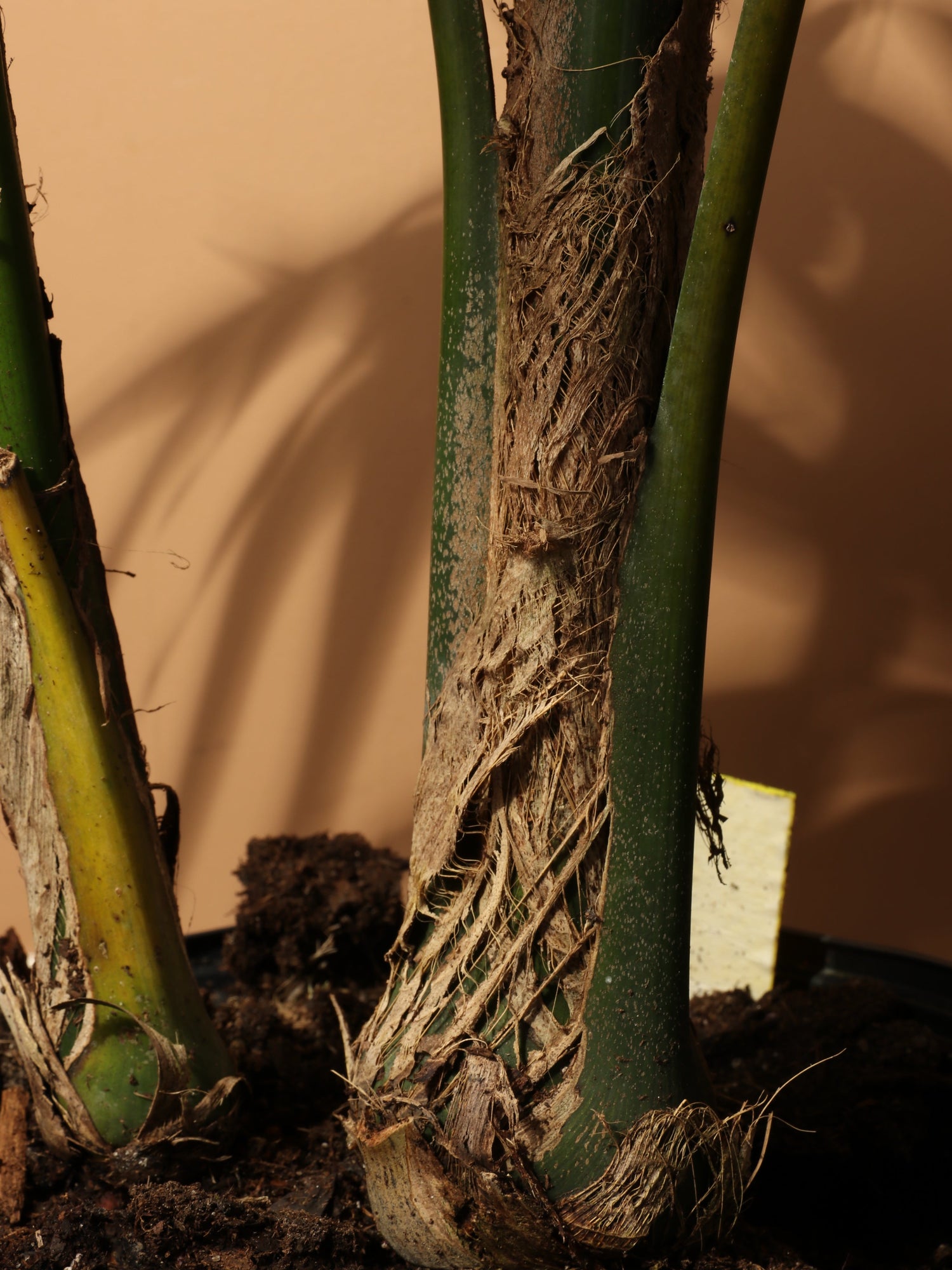 Large Kentia Palm