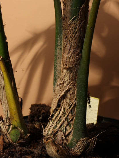 Large Kentia Palm