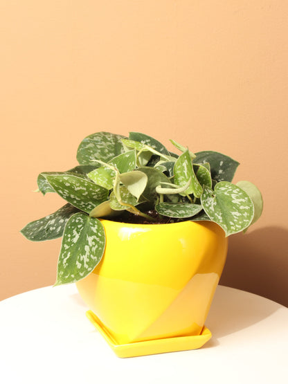Medium Satin Pothos (Scindapsus pictus)