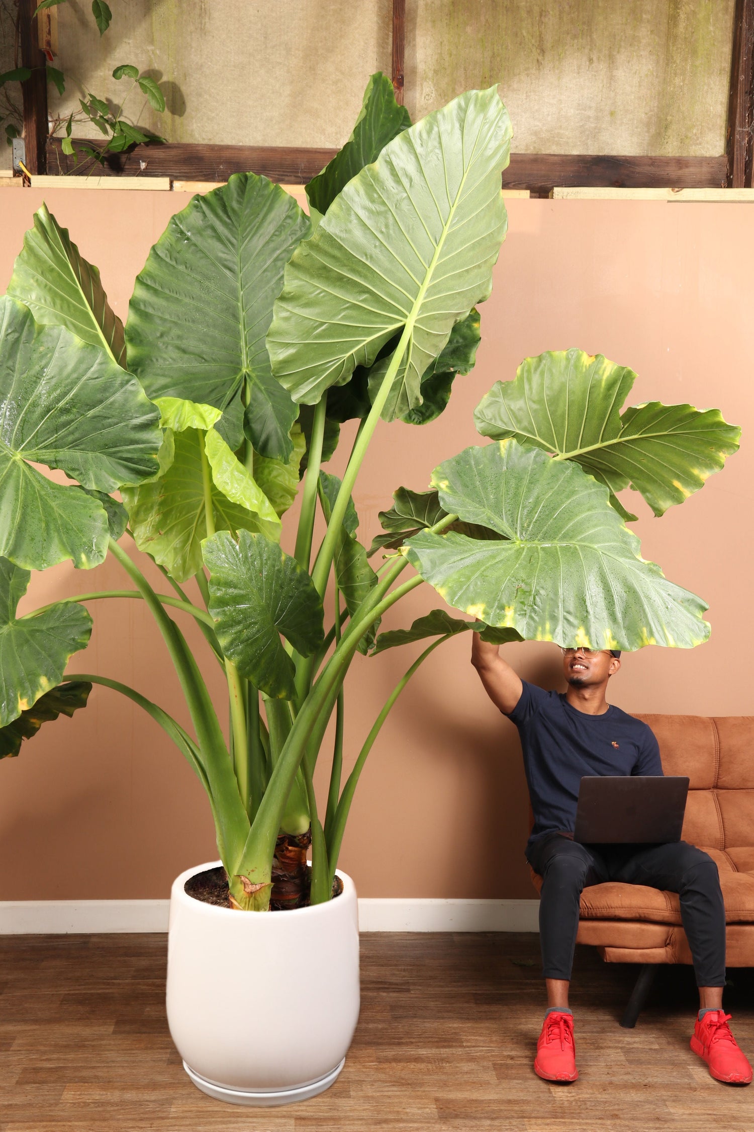 Huge Alocasia &