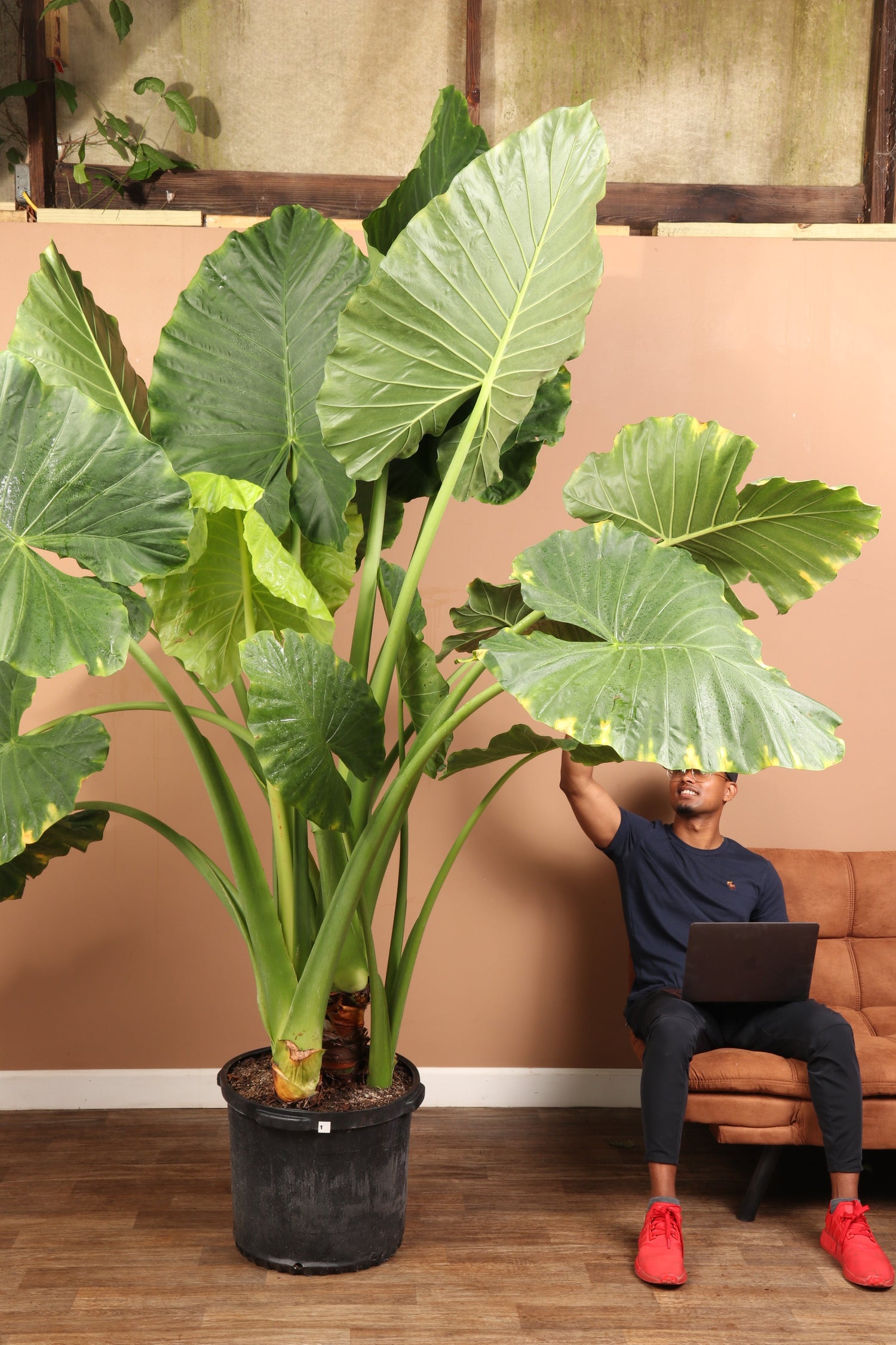 Huge Alocasia &