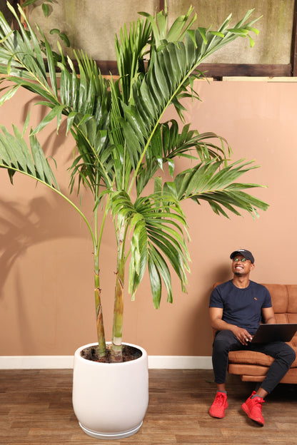 Huge Adonidia Palm