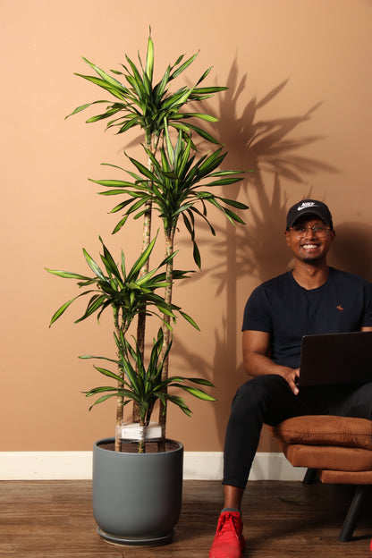 Large Dracaena Fragrans ‘Rikki’