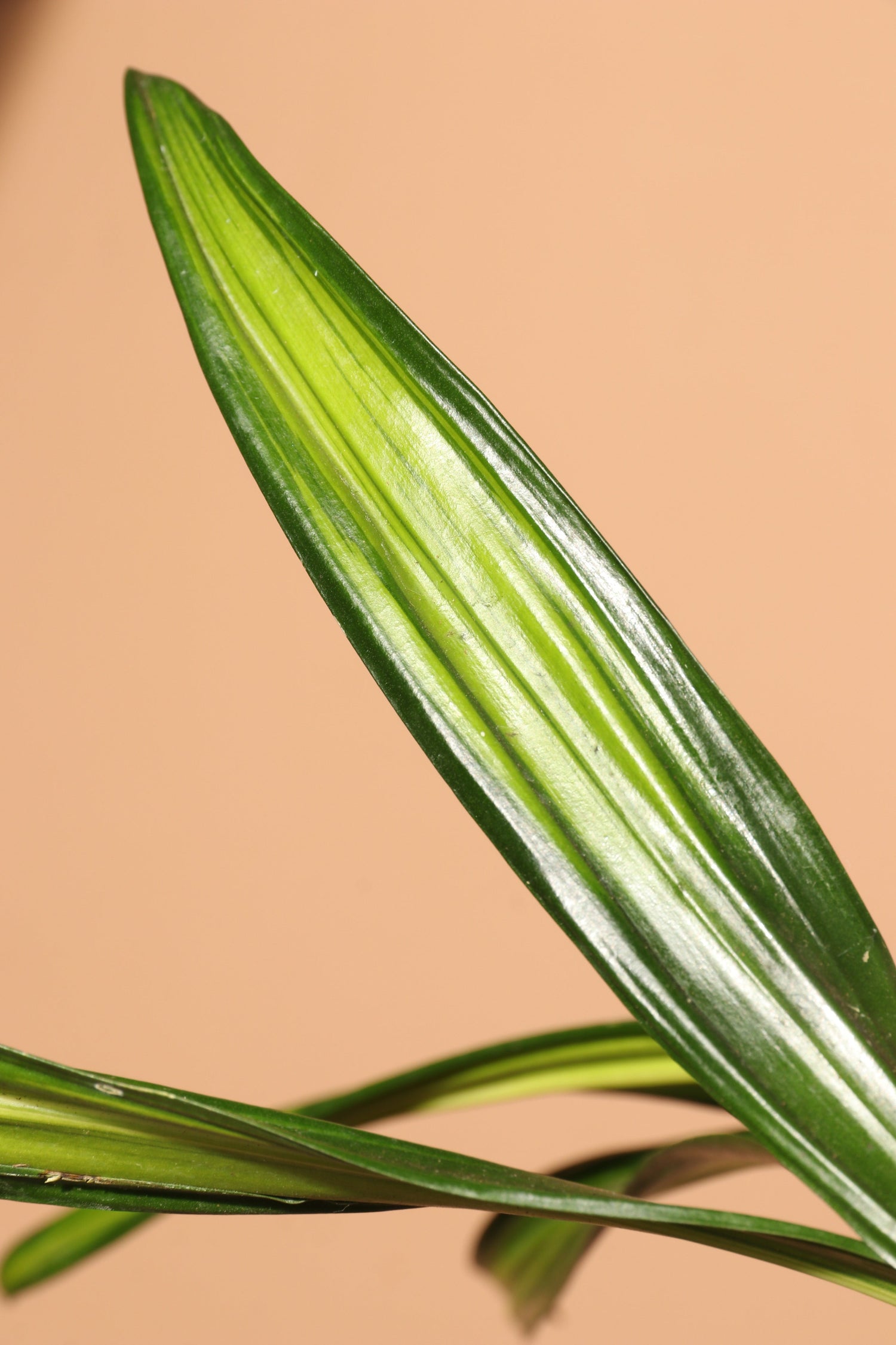 Large Dracaena Fragrans ‘Rikki’