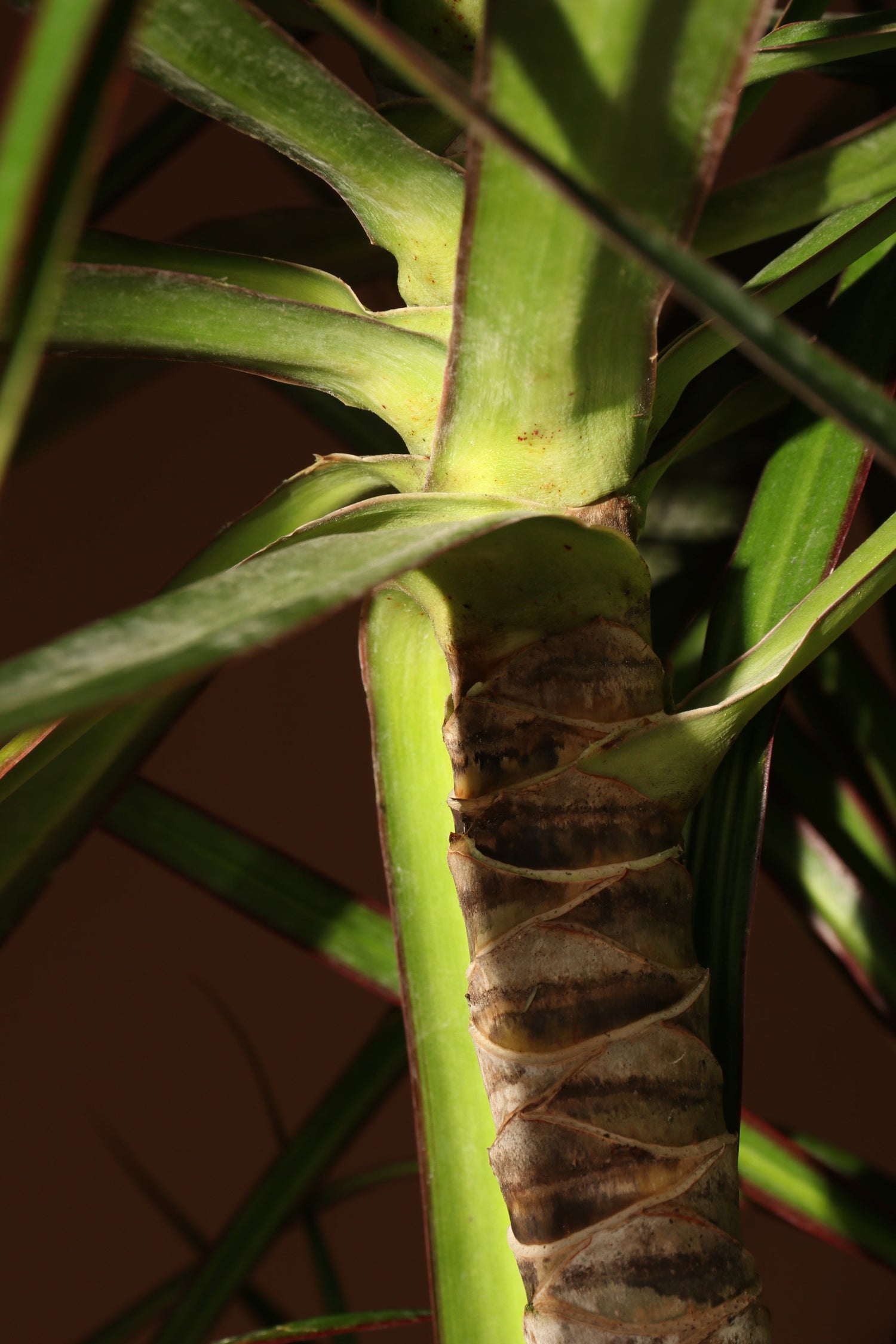 Huge Dracaena Marginata