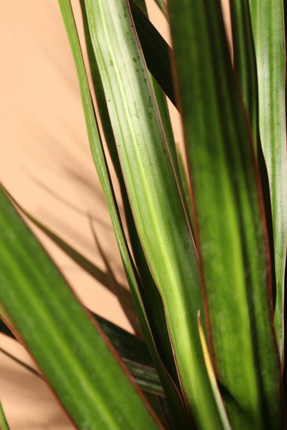 Full Size Dracaena Marginata Stump