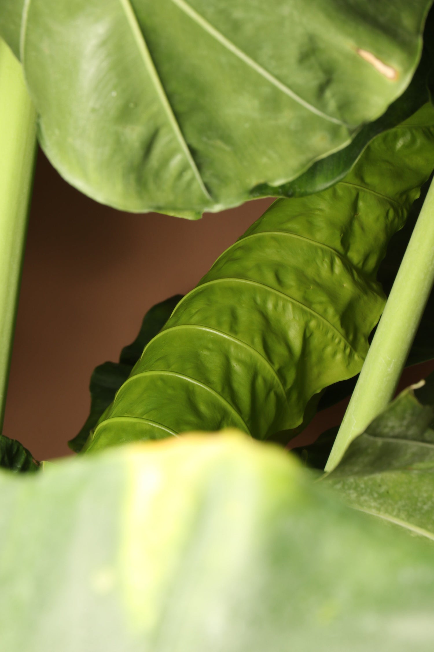 Huge Alocasia &