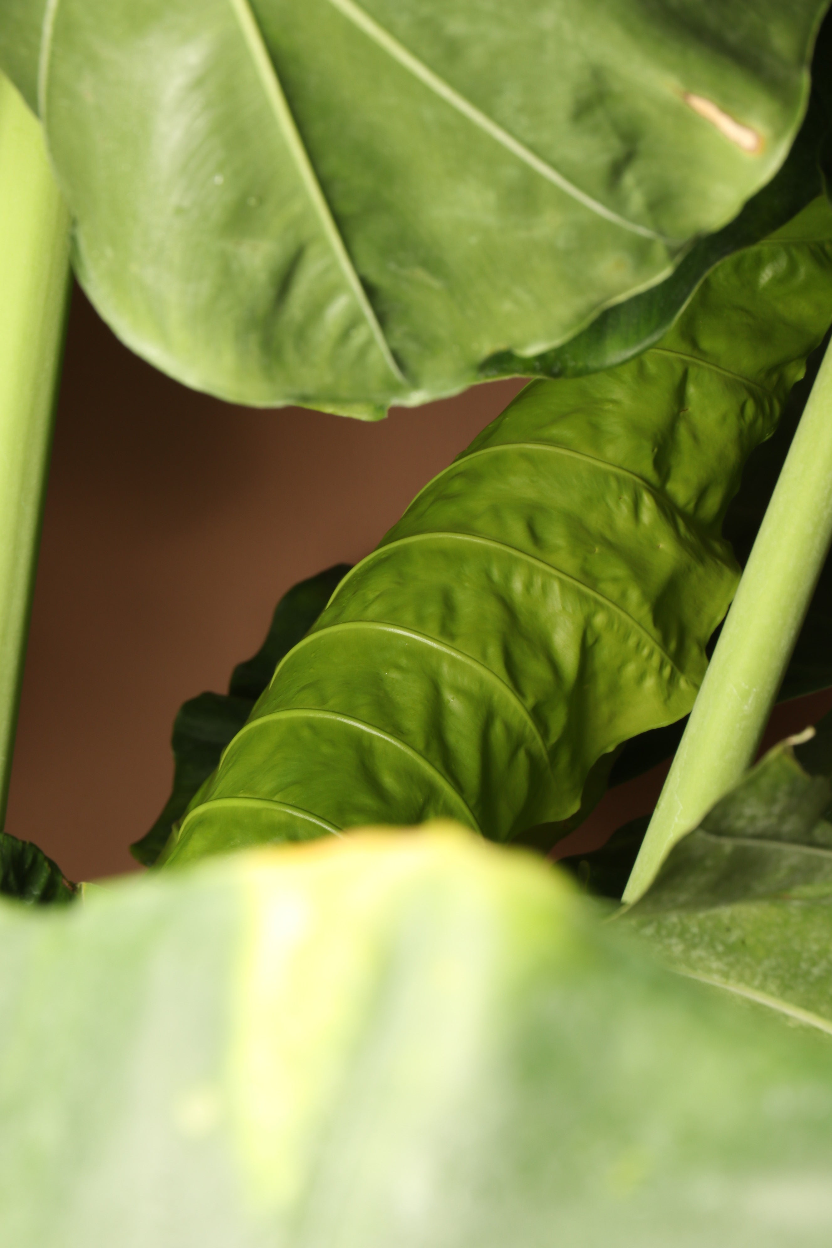 Huge Alocasia &