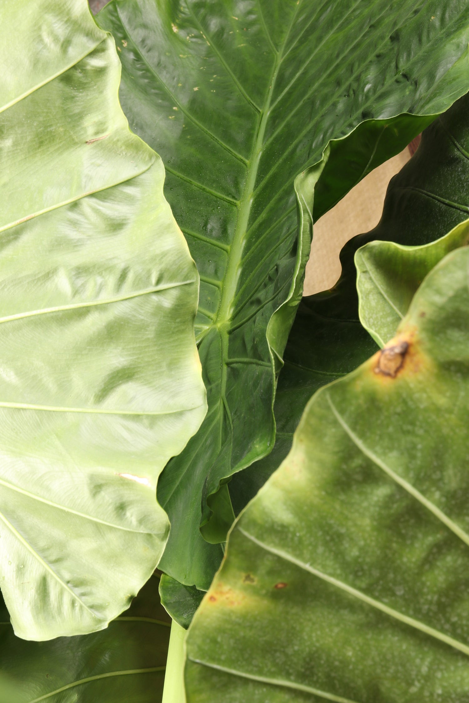 Huge Alocasia &