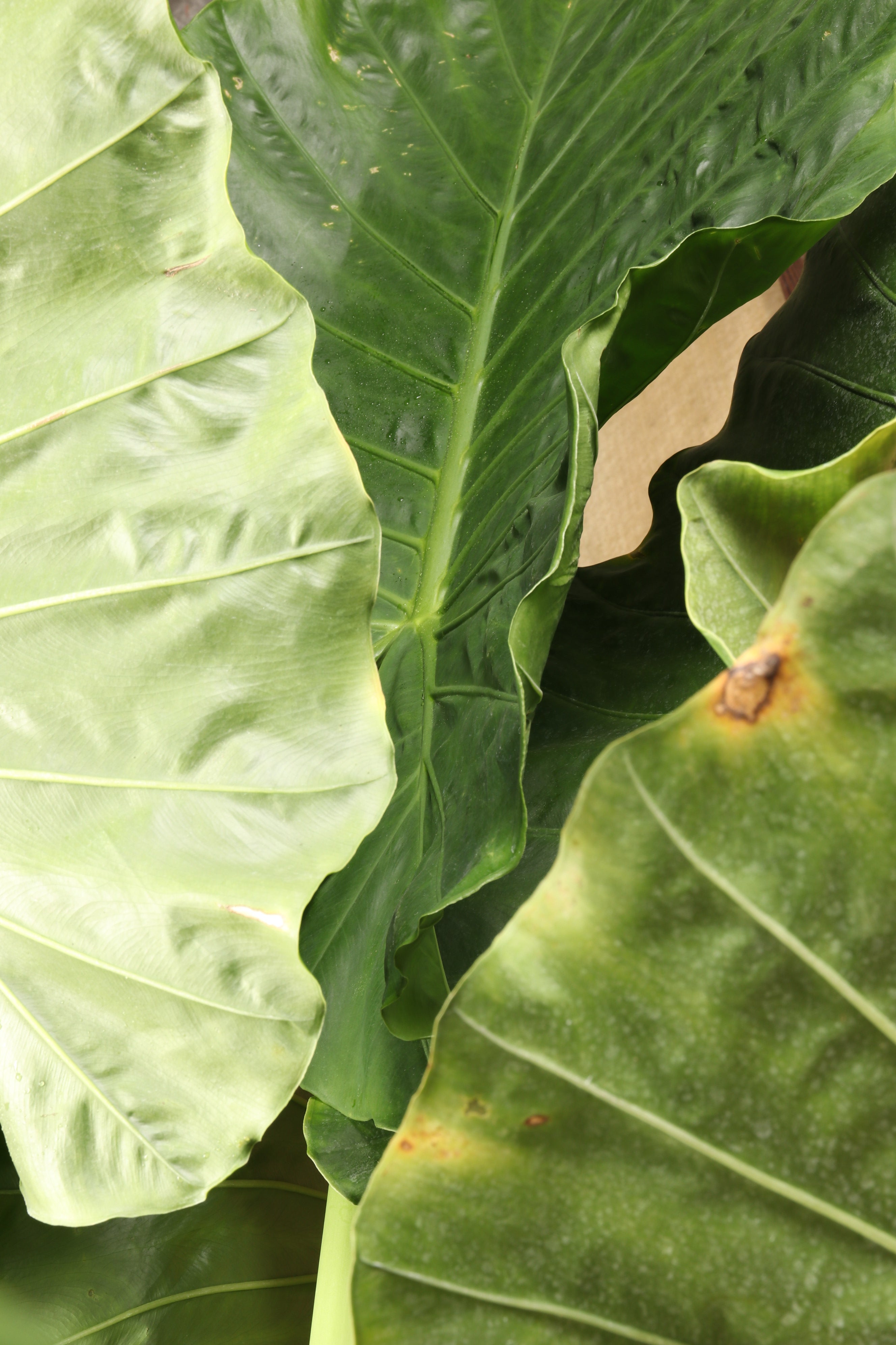 Huge Alocasia &
