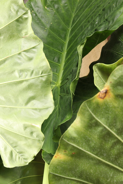 Huge Alocasia &