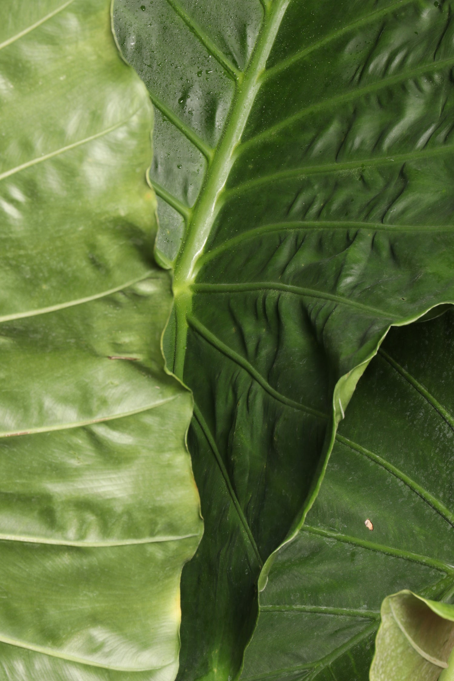 Huge Alocasia &
